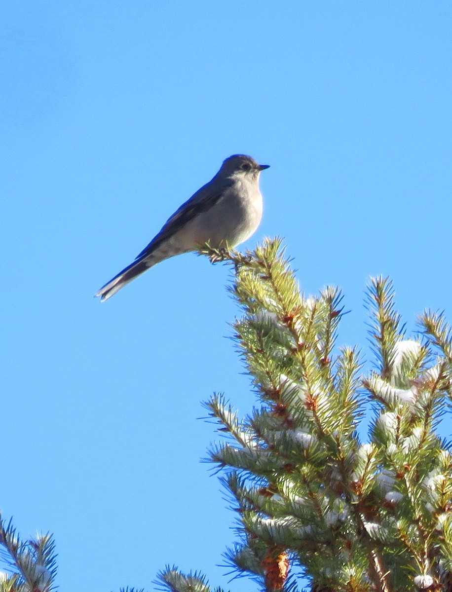 Townsend's Solitaire - ML288179731