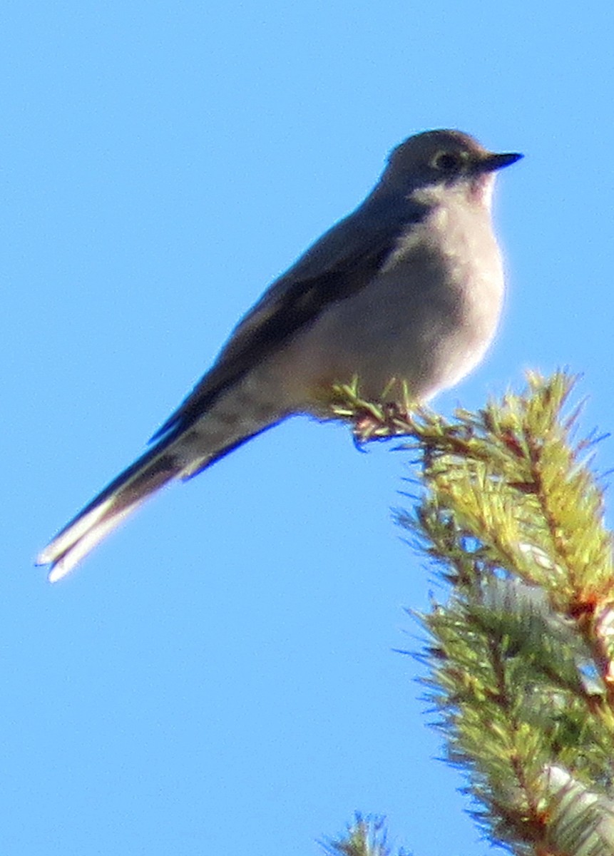 Townsend's Solitaire - ML288179741
