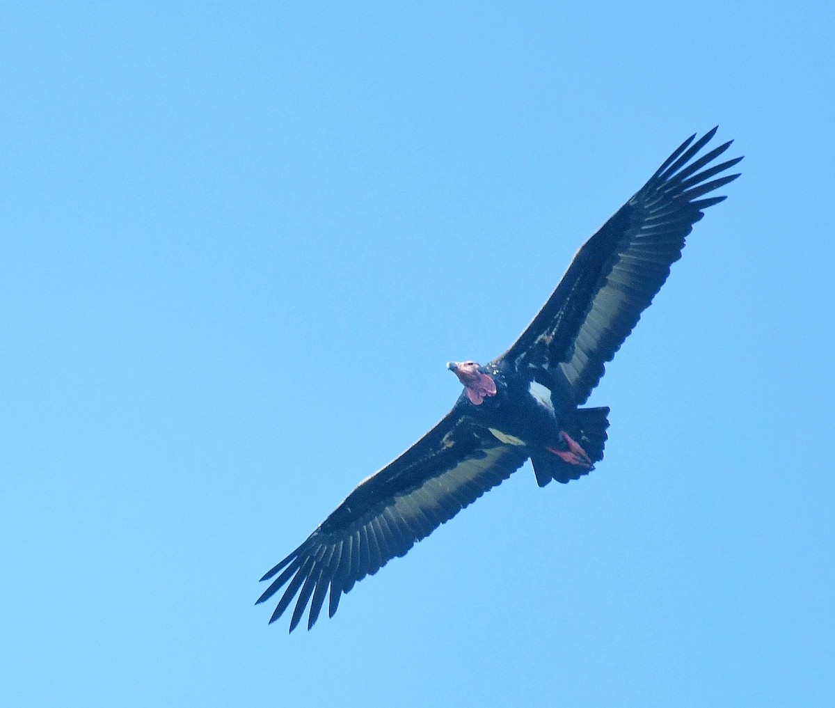 Red-headed Vulture - ML288180381