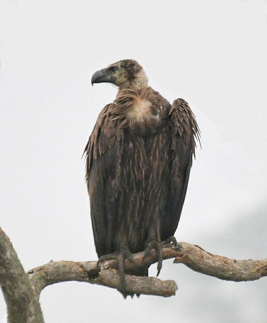 White-rumped Vulture - ML288180551