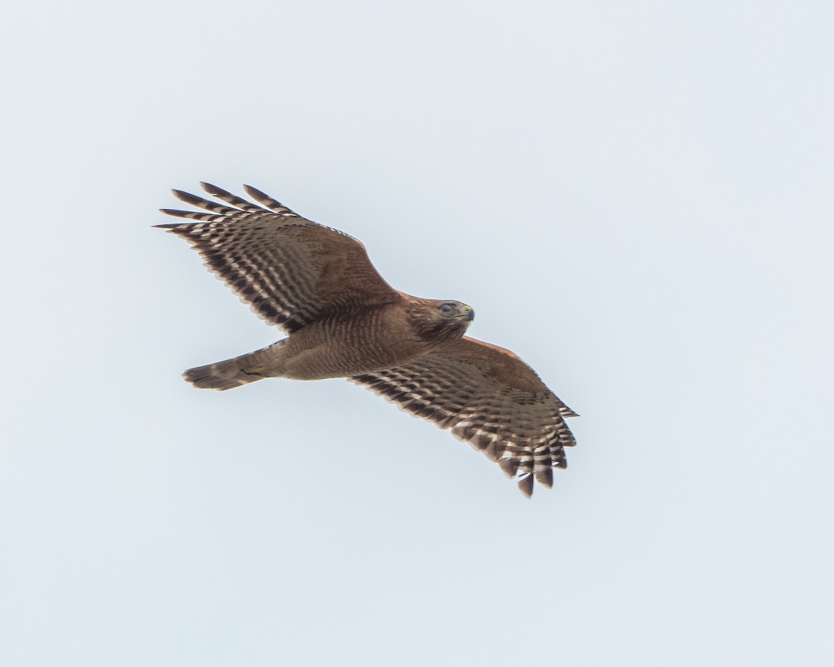 Red-shouldered Hawk - Alfred Bowles