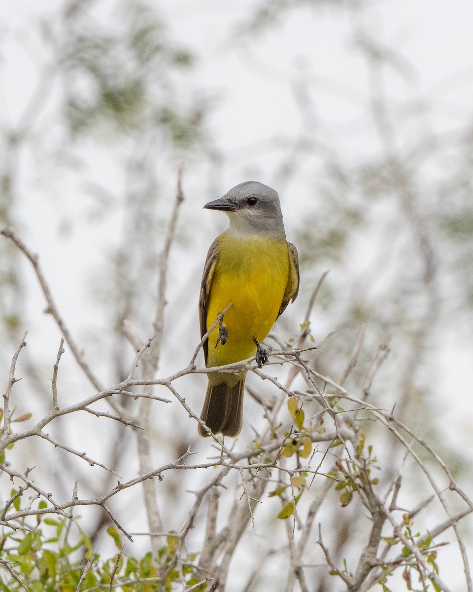 Couch's Kingbird - Alfred Bowles