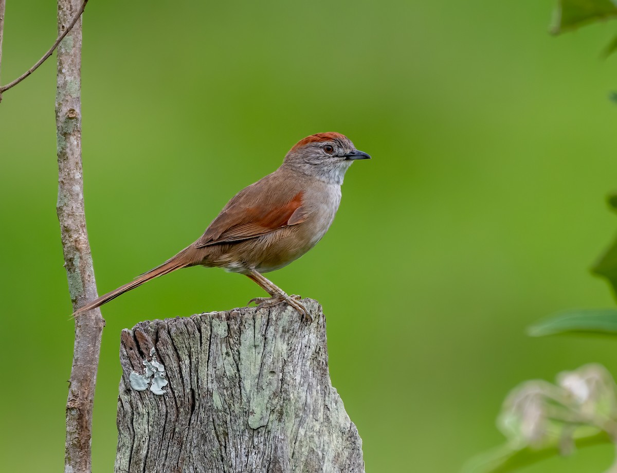 Pale-breasted Spinetail - David Carmo