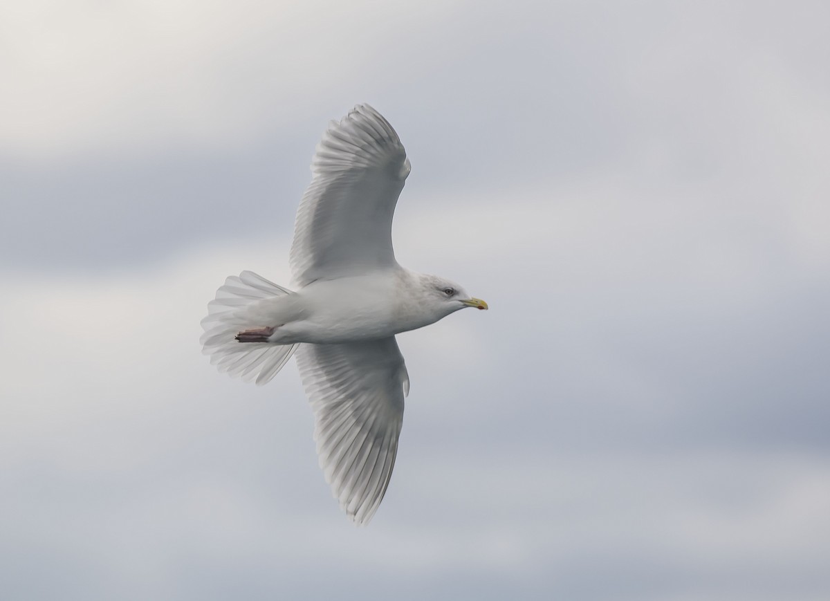 Iceland Gull - Ronnie d'Entremont