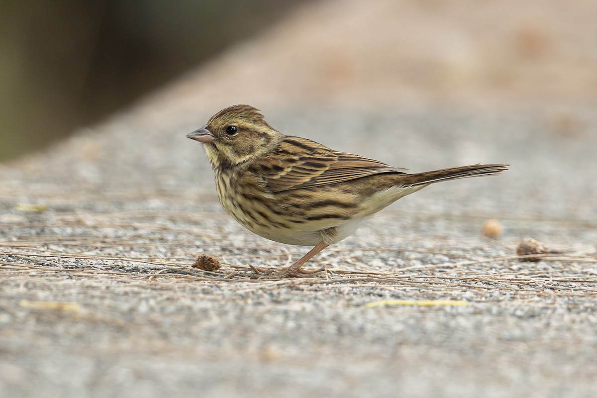 Black-faced/Masked Bunting - ML288186801