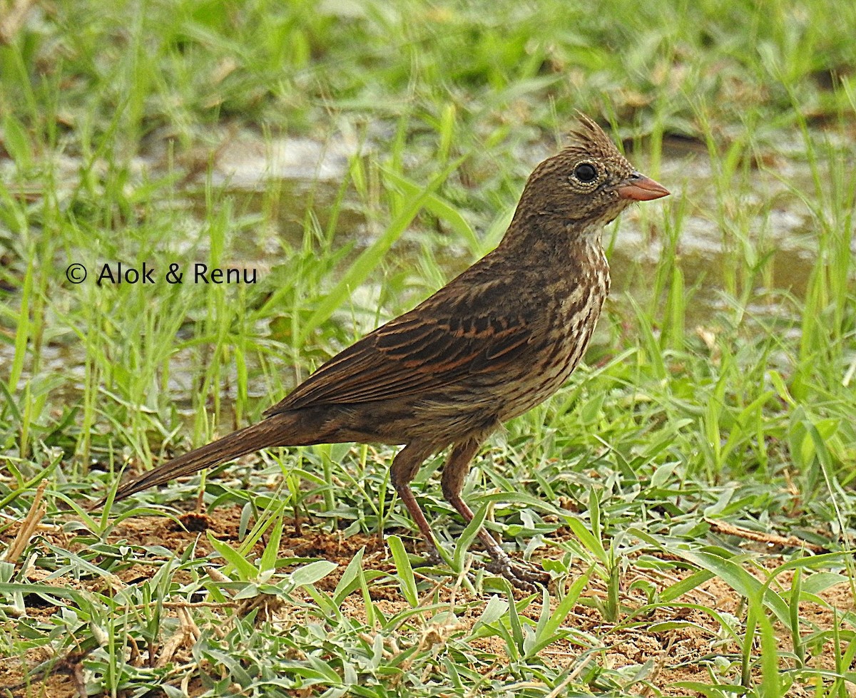 Crested Bunting - ML288188761