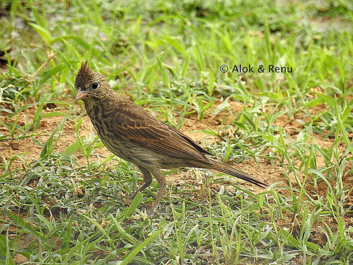 Crested Bunting - ML288189331