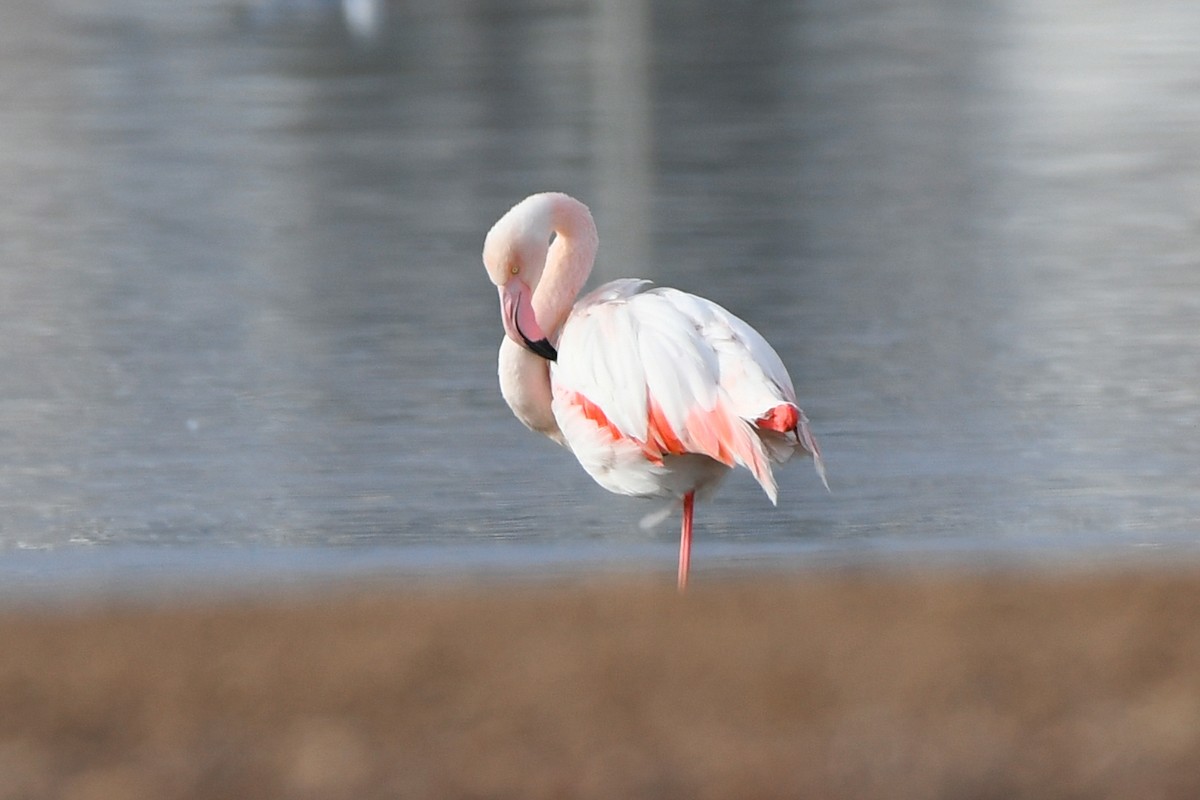 Greater Flamingo - Yuval Kariv