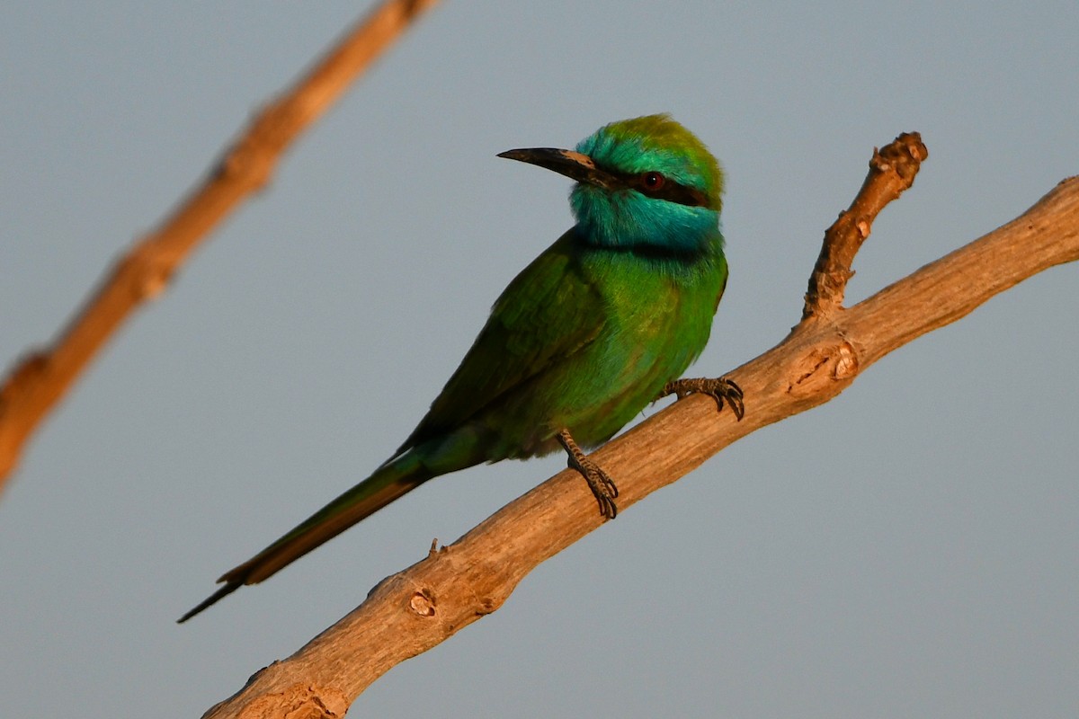 Arabian Green Bee-eater - Yuval Kariv