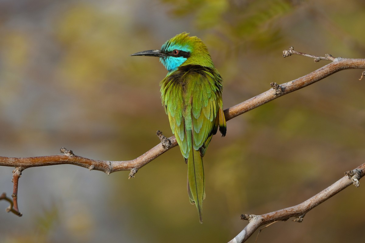 Arabian Green Bee-eater - ML288190251