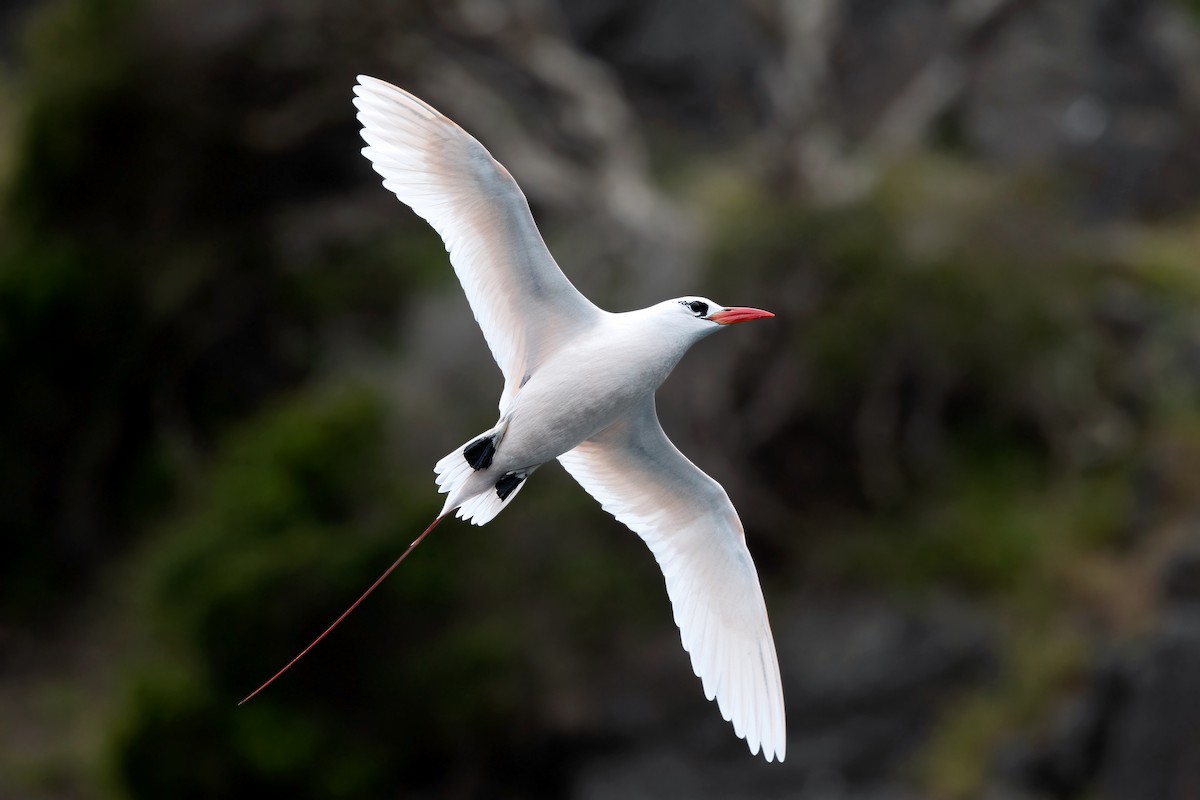 Red-tailed Tropicbird - David Irving