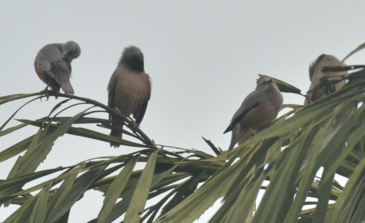 Chestnut-tailed Starling - Premchand Reghuvaran