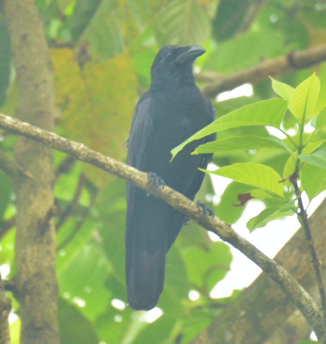 Large-billed Crow - ML288192291