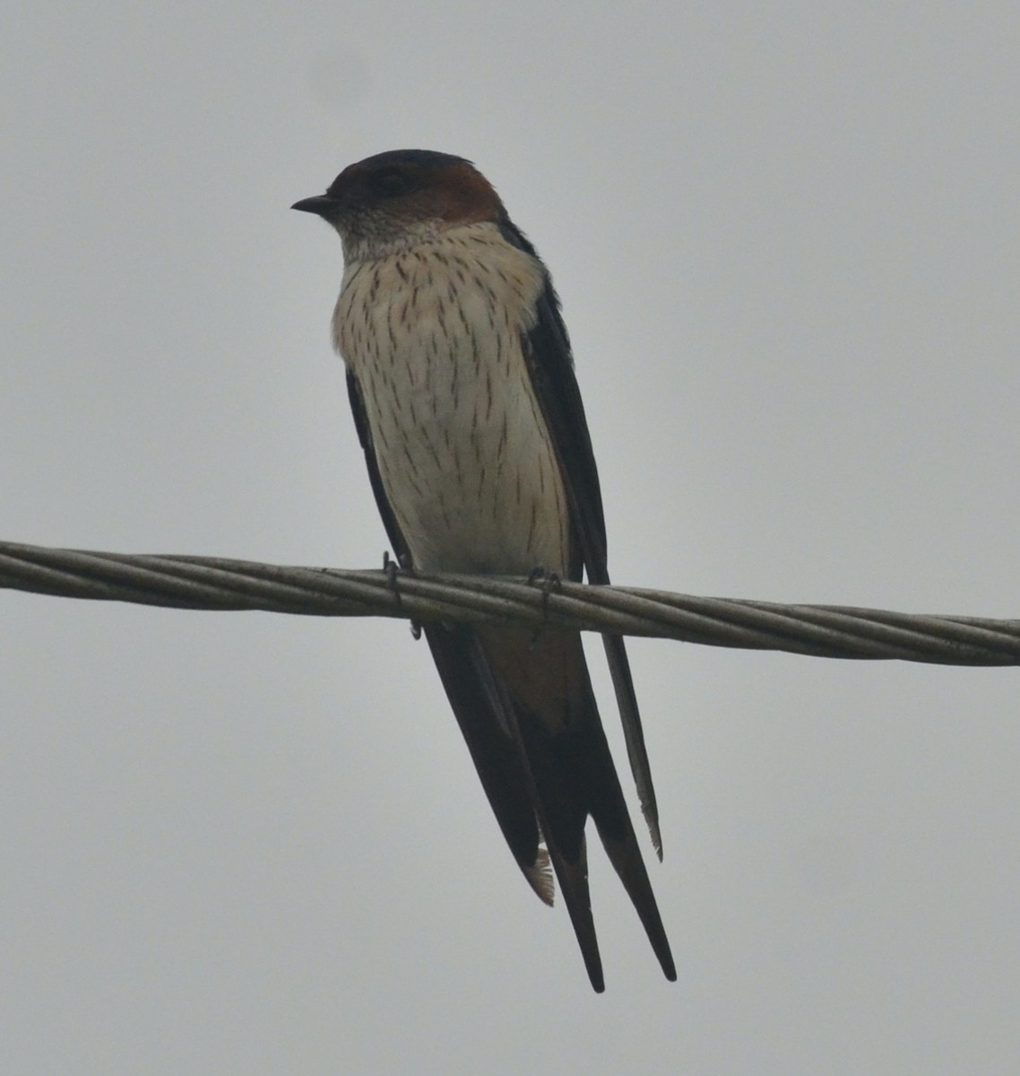Red-rumped Swallow - ML288192301