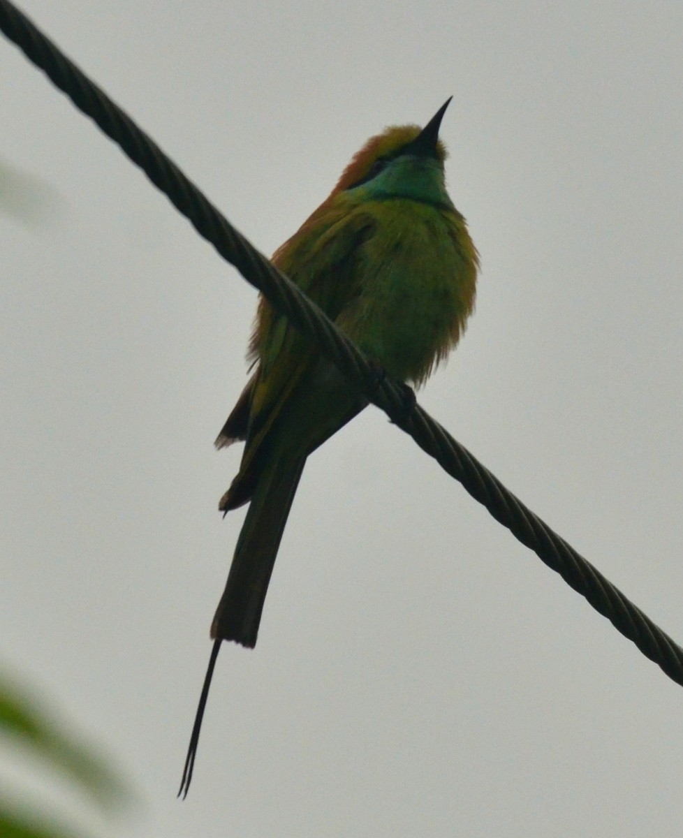 Asian Green Bee-eater - ML288192311