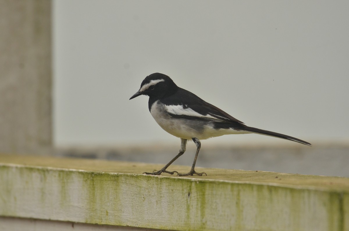 White-browed Wagtail - ML288192331