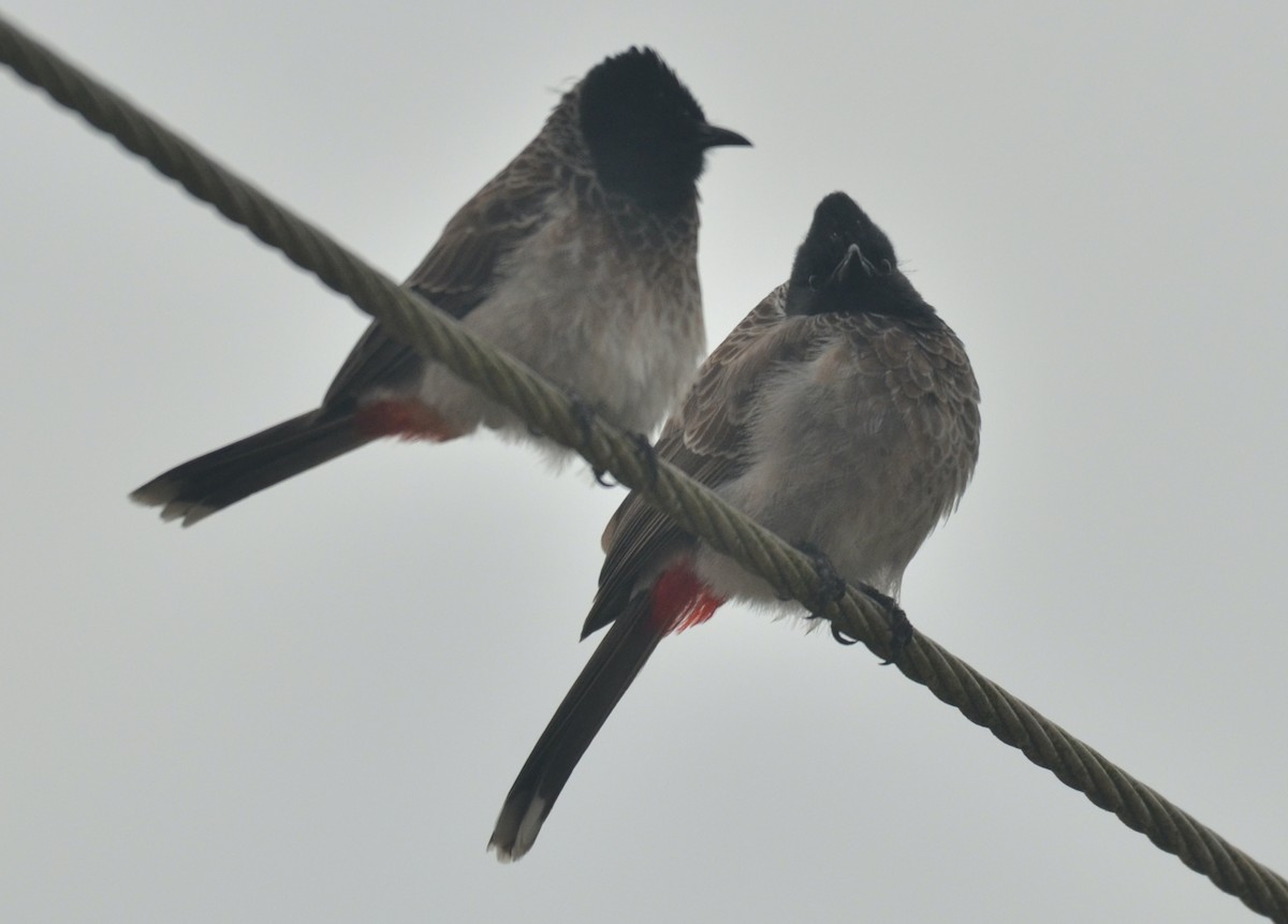 Red-vented Bulbul - ML288192341