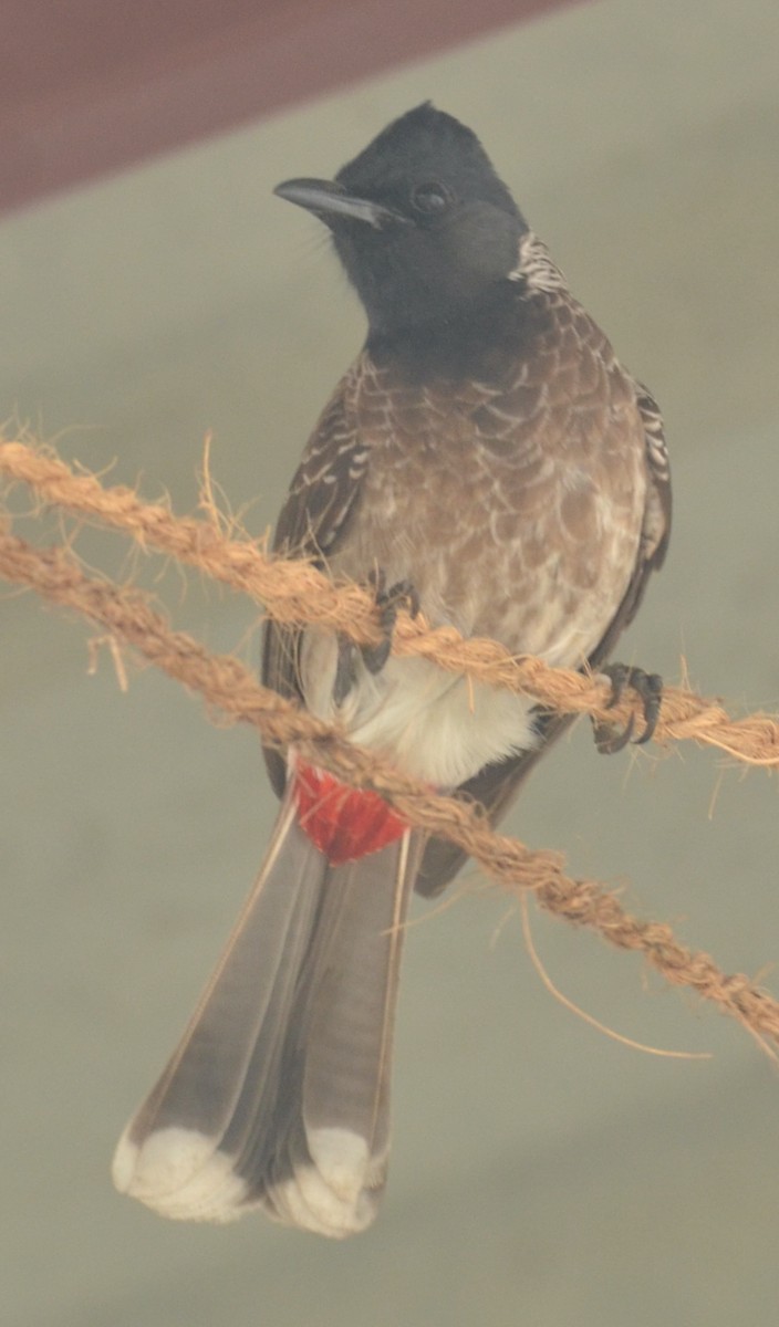 Red-vented Bulbul - ML288192351
