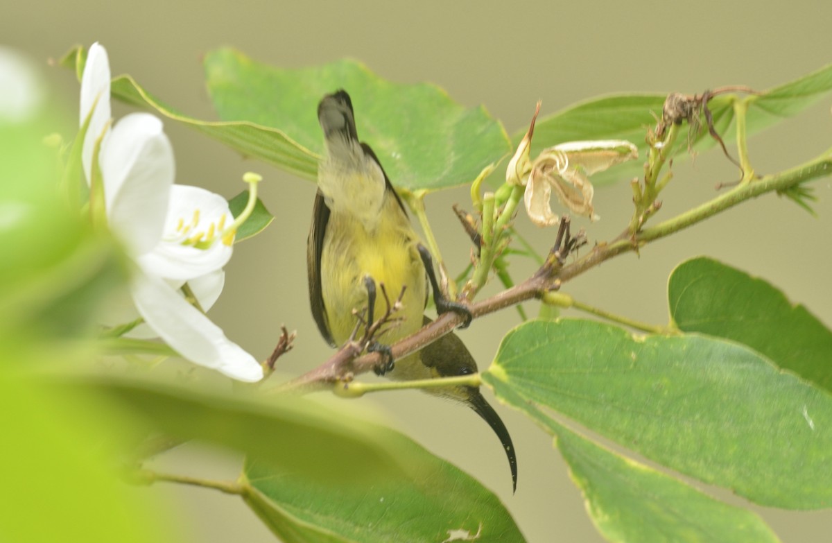 Loten's Sunbird - Premchand Reghuvaran