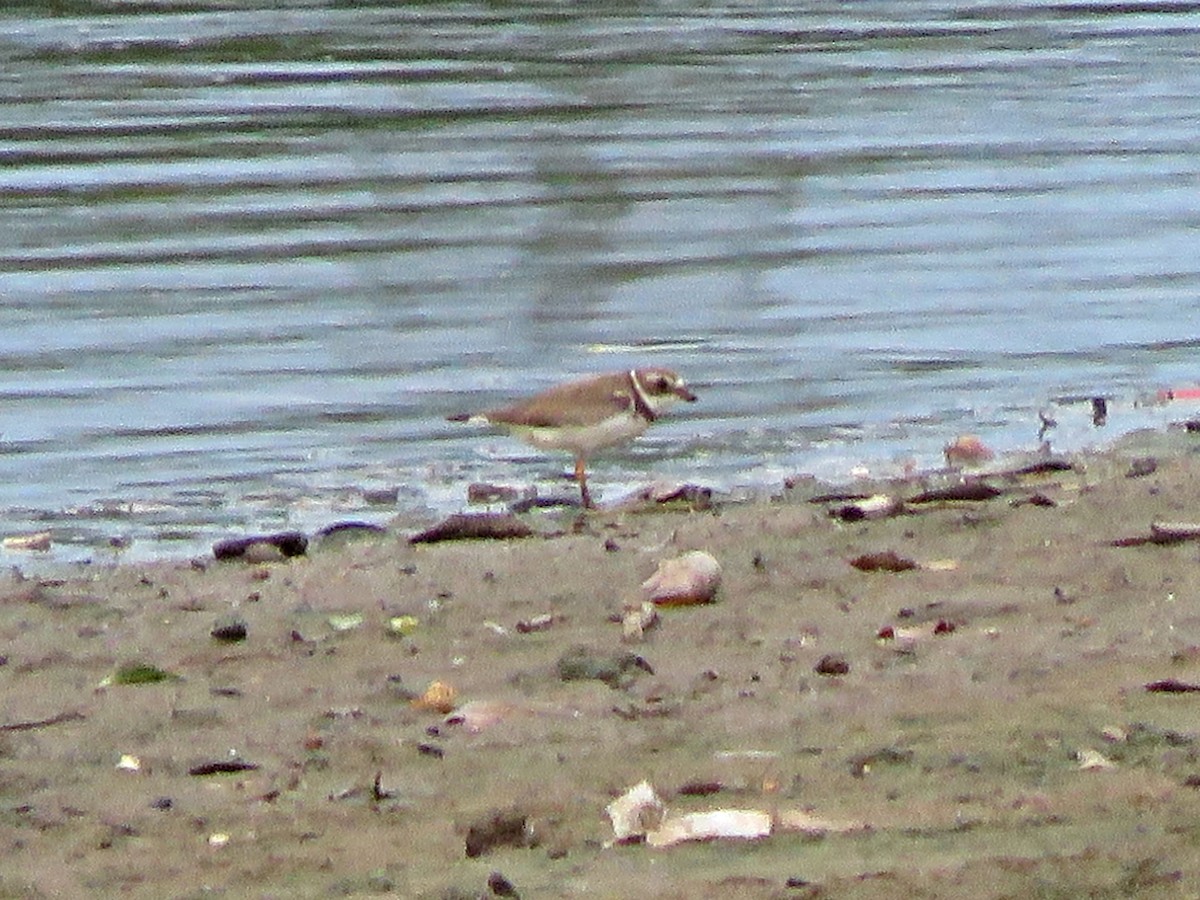 Semipalmated Plover - ML288197051