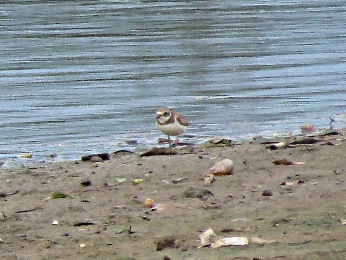 Semipalmated Plover - ML288197081