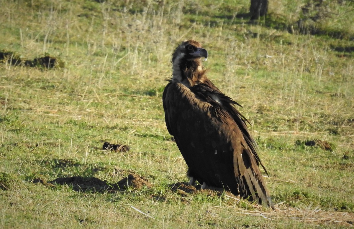 Cinereous Vulture - ML288197351