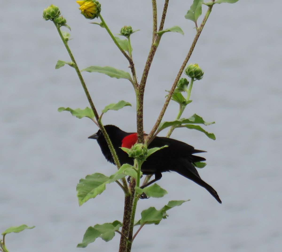 Red-winged Blackbird - ML28820771