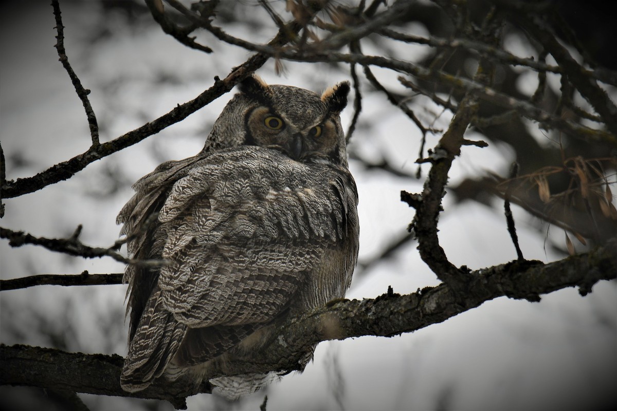 Great Horned Owl - france dallaire