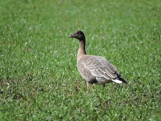 Pink-footed Goose, ML288212721