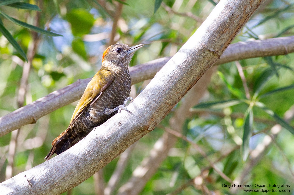 Little Woodpecker - Diego Oscar / Sandpiper Birding & Tours