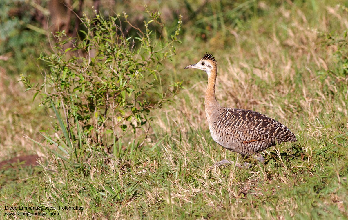 Red-winged Tinamou - ML288213871