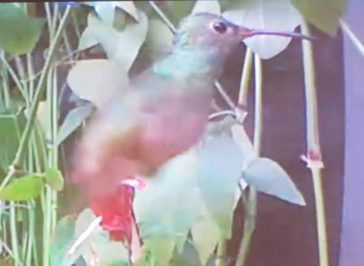 Buff-bellied Hummingbird - ML288214461