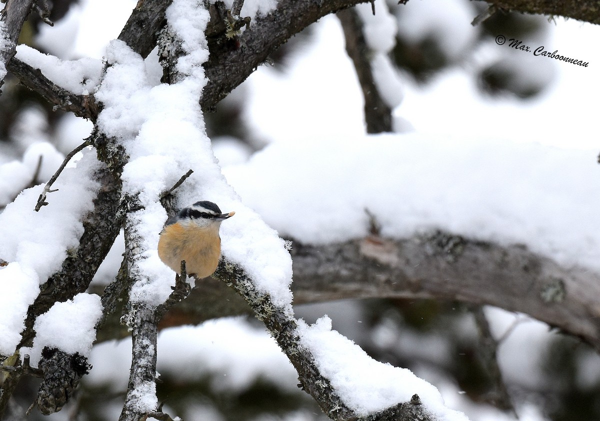 Red-breasted Nuthatch - ML288215071