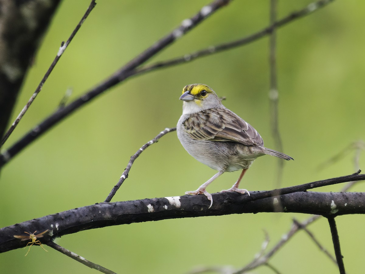 Yellow-browed Sparrow - Nick Athanas