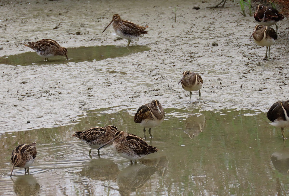 Greater Painted-Snipe - ML288215361