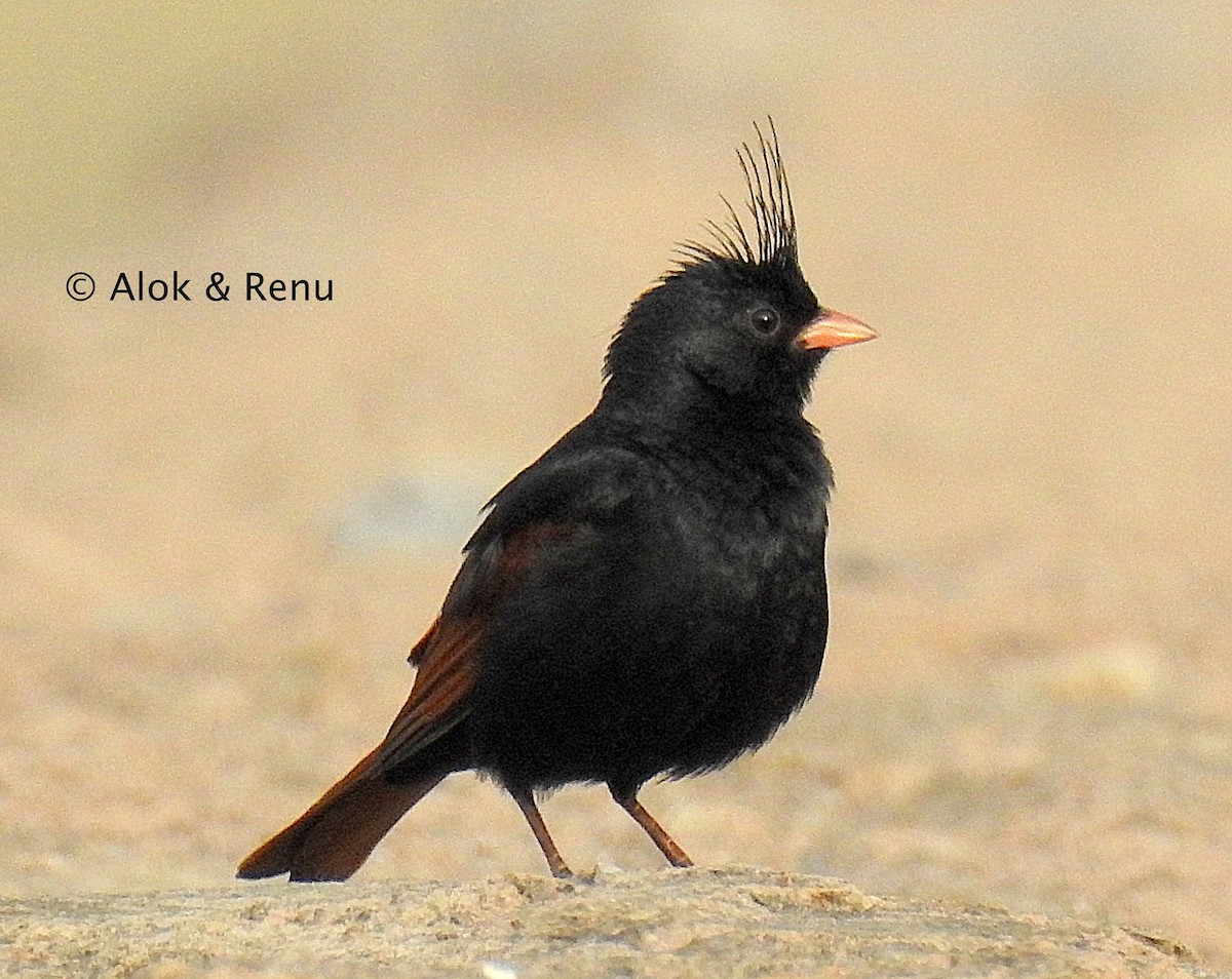 Crested Bunting - ML288215841