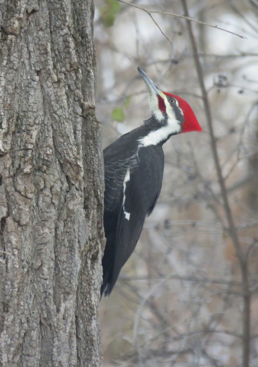 Pileated Woodpecker - ML288219071