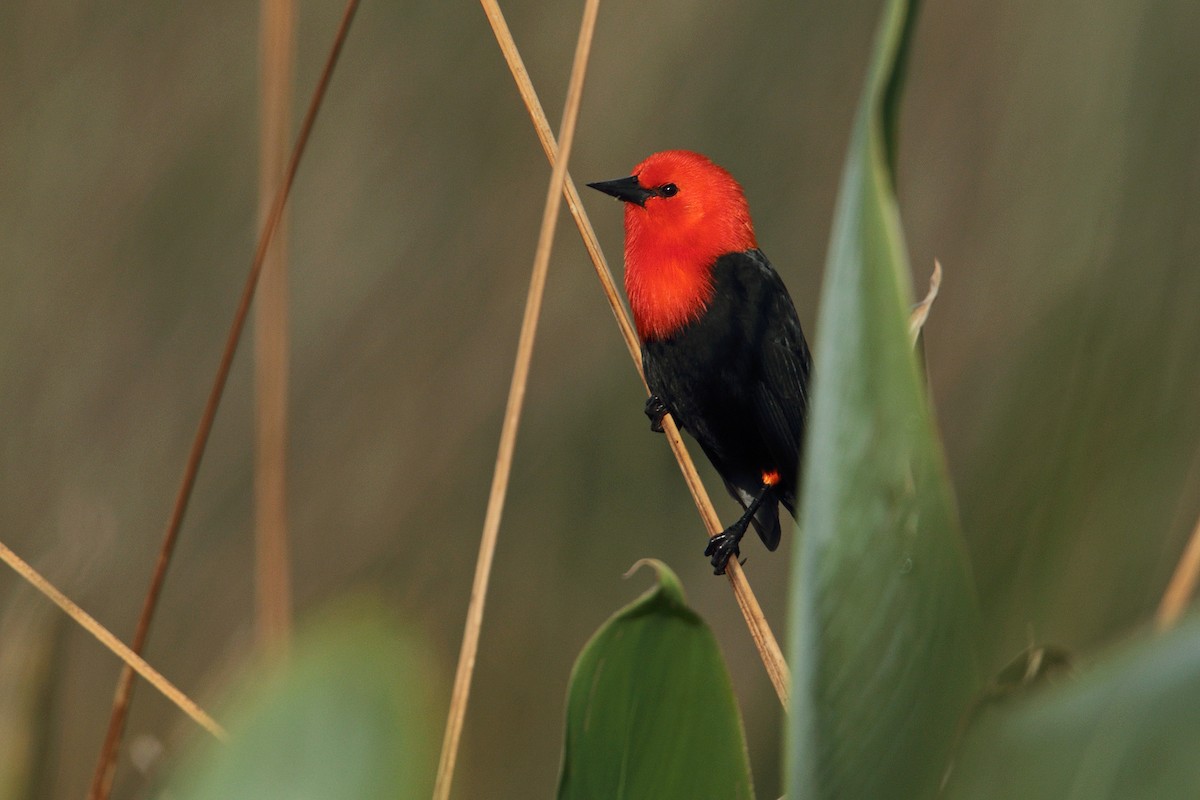 Scarlet-headed Blackbird - Martjan Lammertink