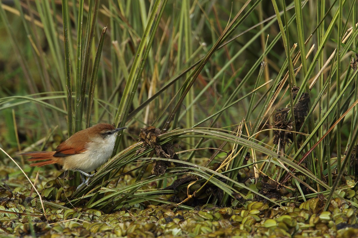Yellow-chinned Spinetail - ML28822431
