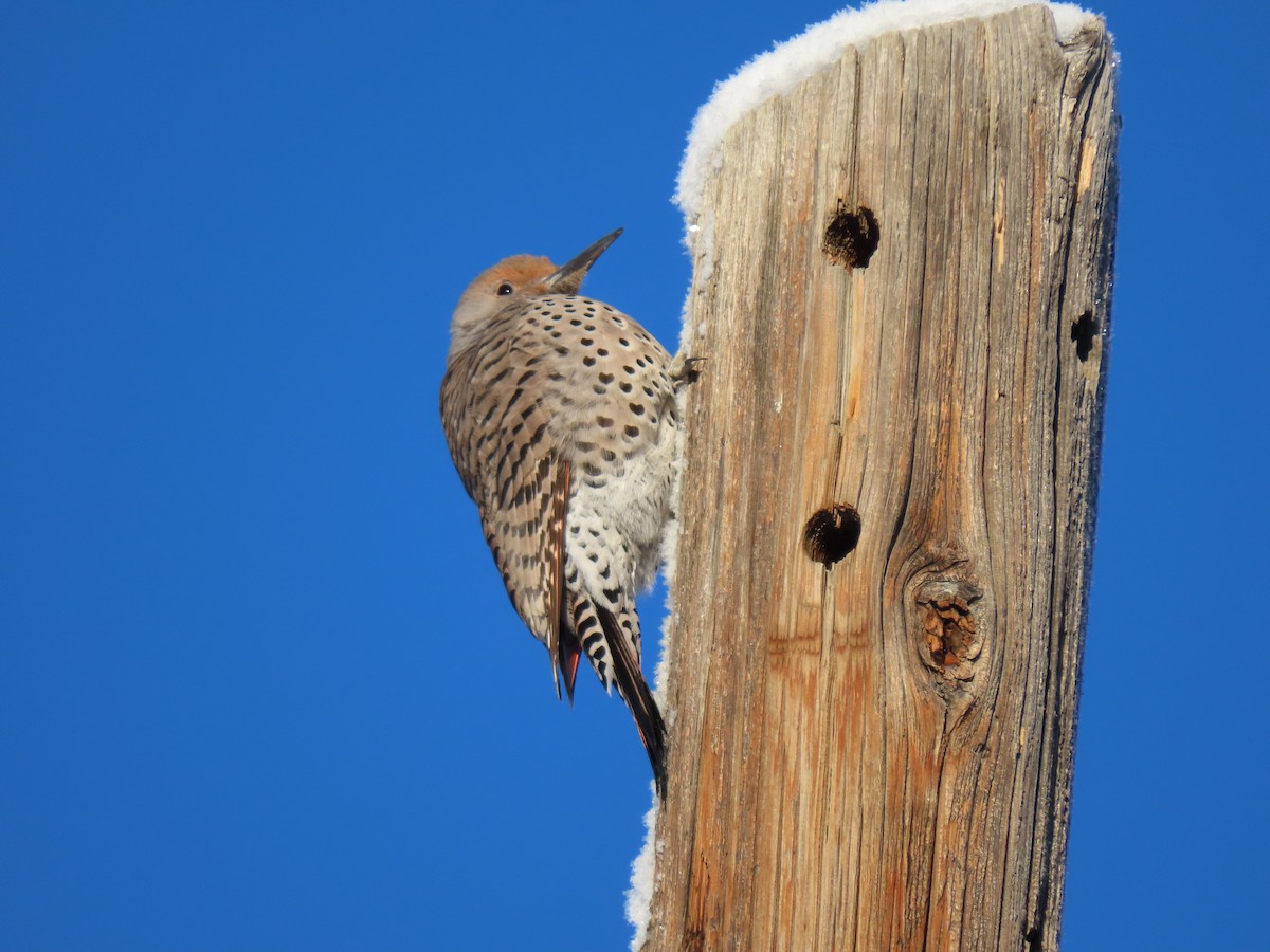 Northern Flicker (Red-shafted) - ML288225361