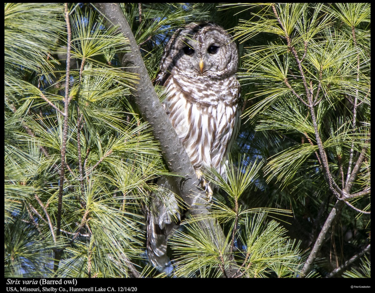 Barred Owl - ML288230401
