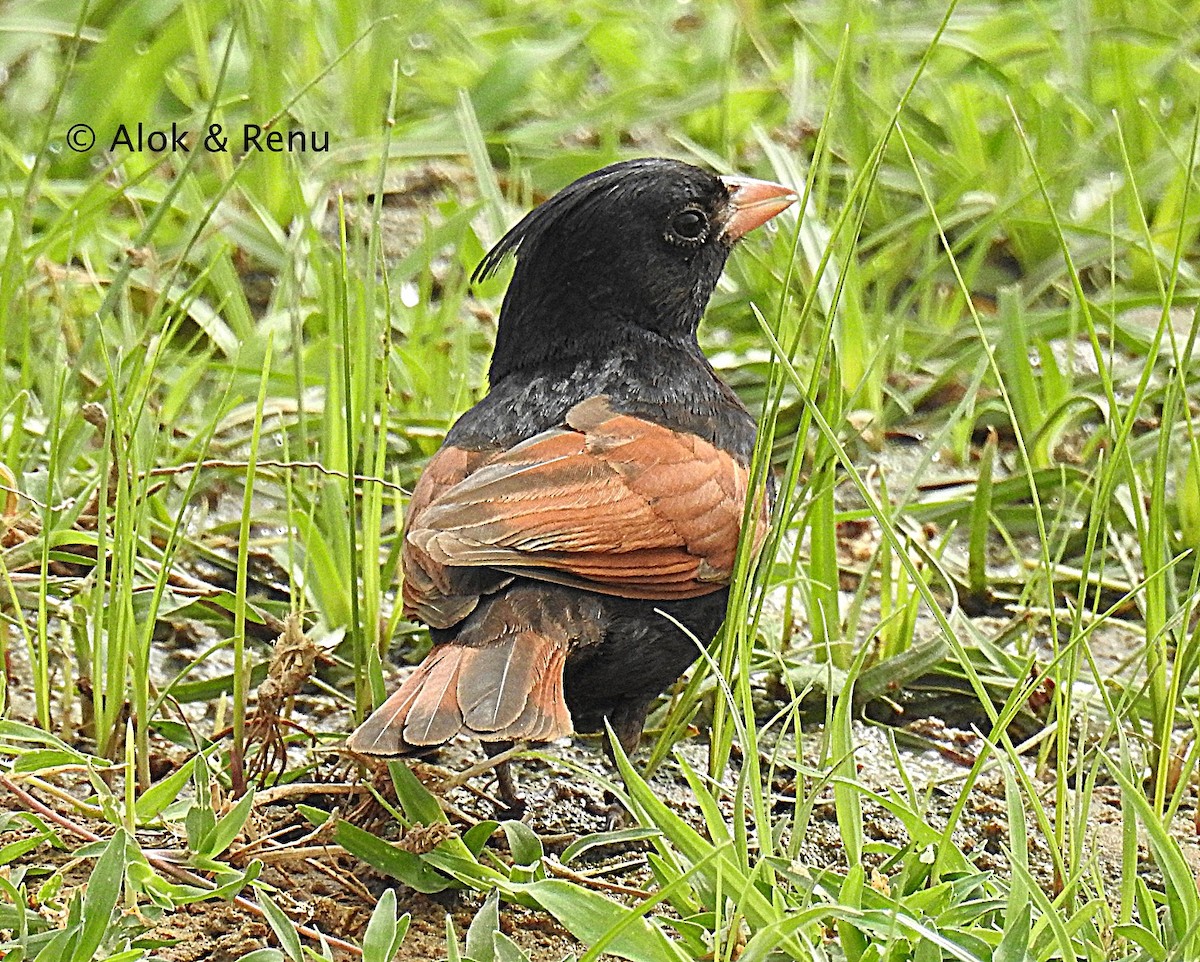 Crested Bunting - ML288231551