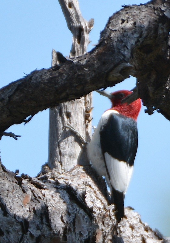 Red-headed Woodpecker - Jay Wherley