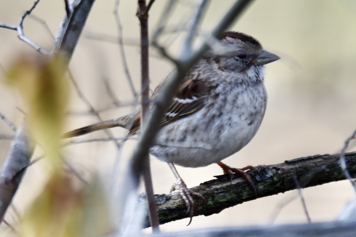 White-throated Sparrow - ML288238511
