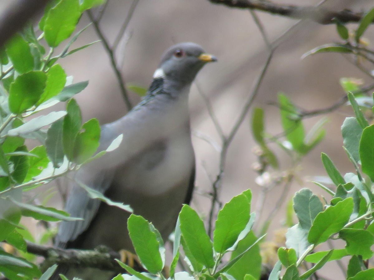 Band-tailed Pigeon - Dawn Zappone
