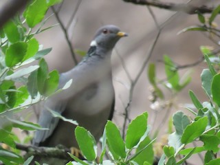 Band-tailed Pigeon, ML28823981