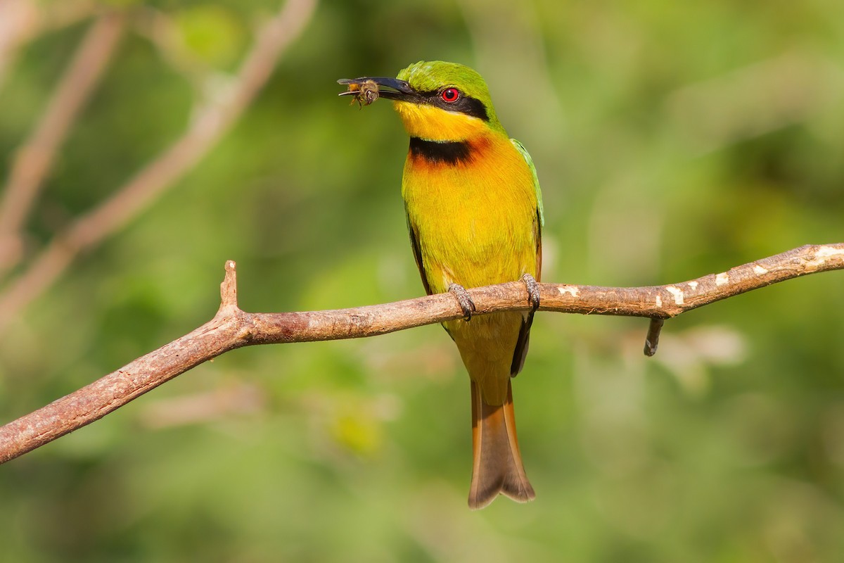 Little Bee-eater - Yeray Seminario