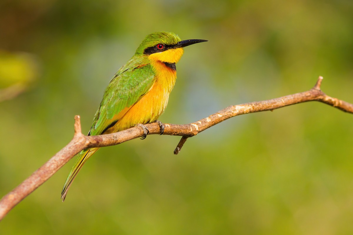 Little Bee-eater - ML288244601