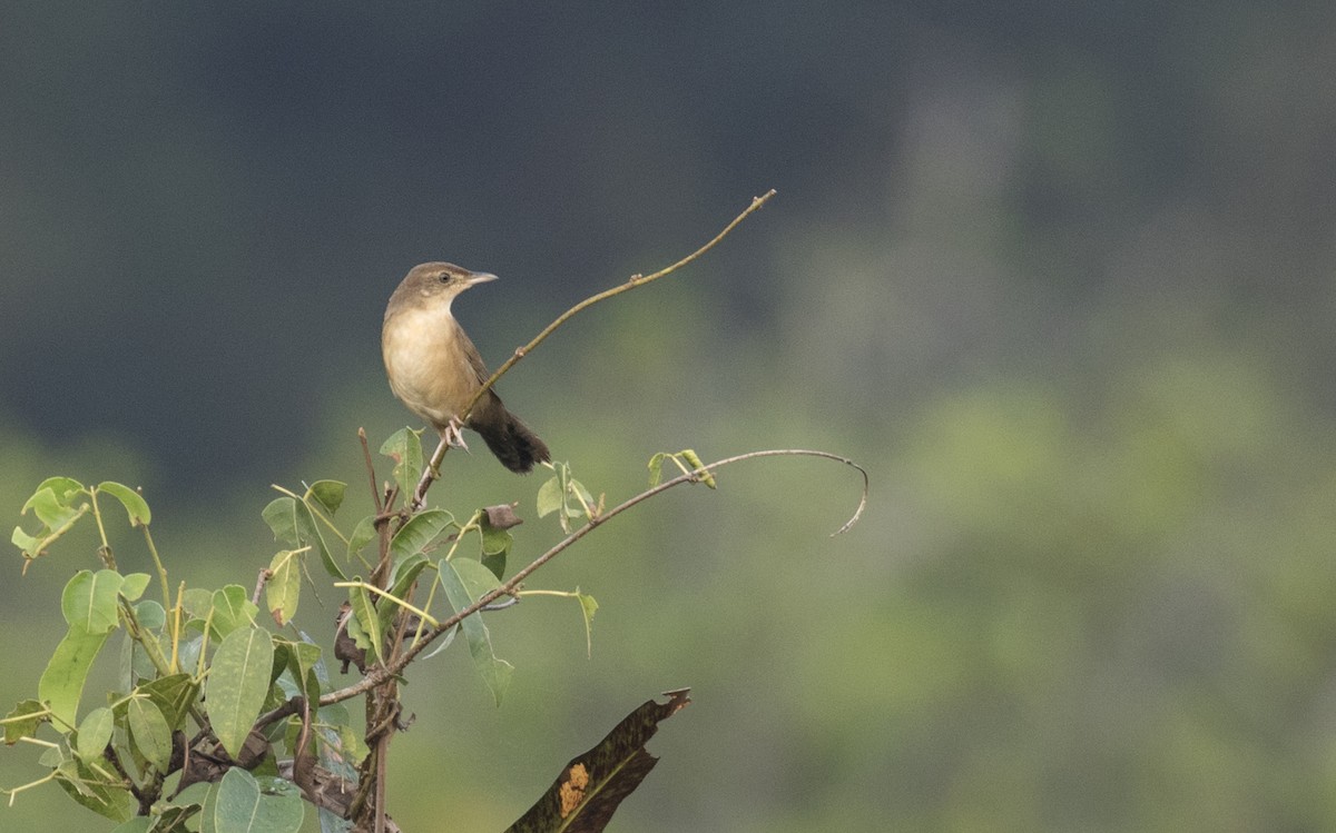 Broad-tailed Grassbird - ML288246711
