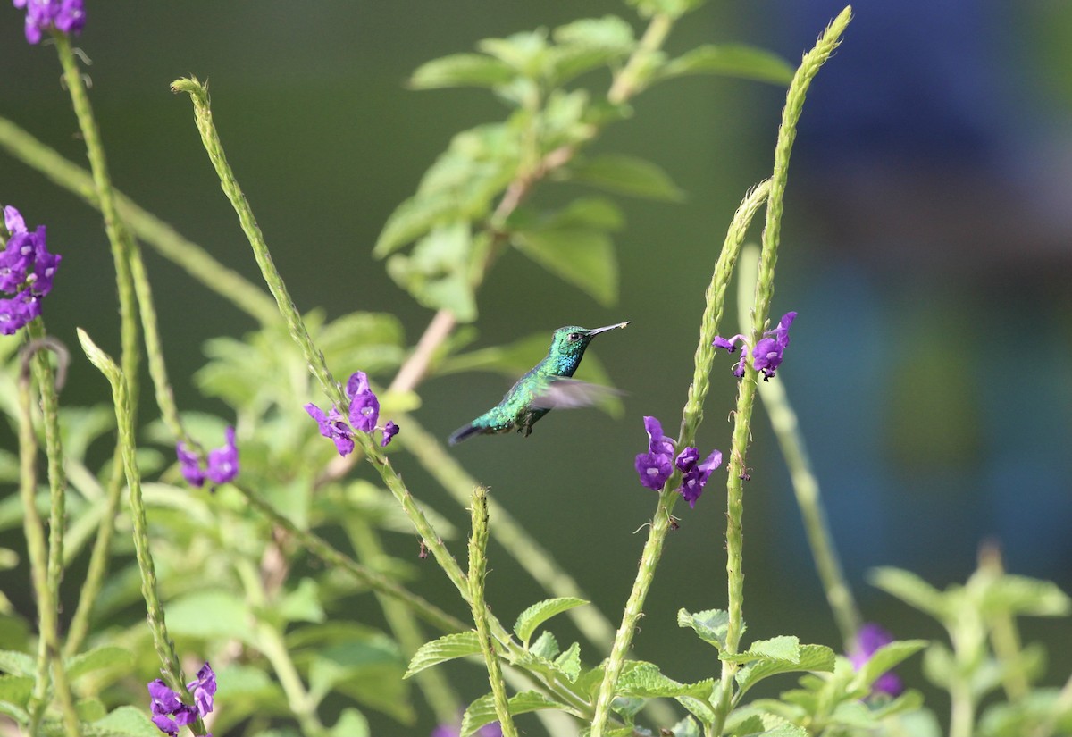 Blue-tailed Emerald - ML288249321